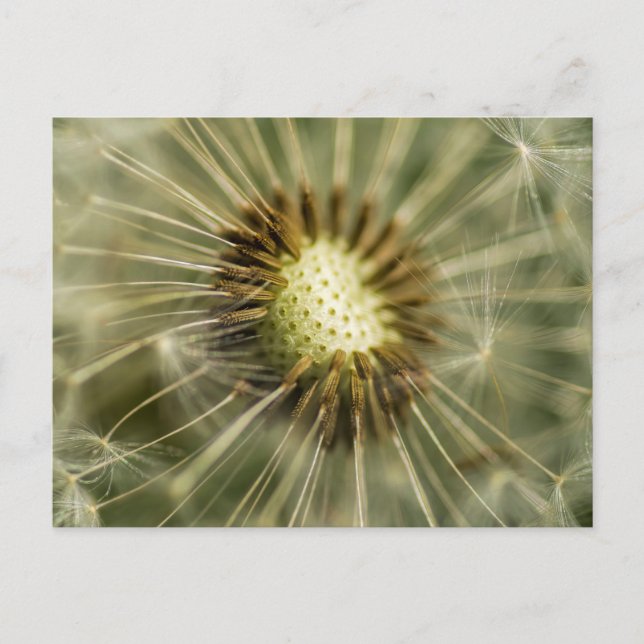 Dandelion Postcard (Front)