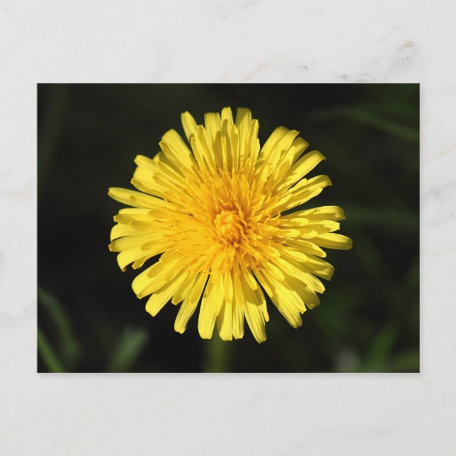 Dandelion Postcard (Front)