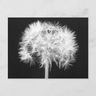 Dandelion Postcard