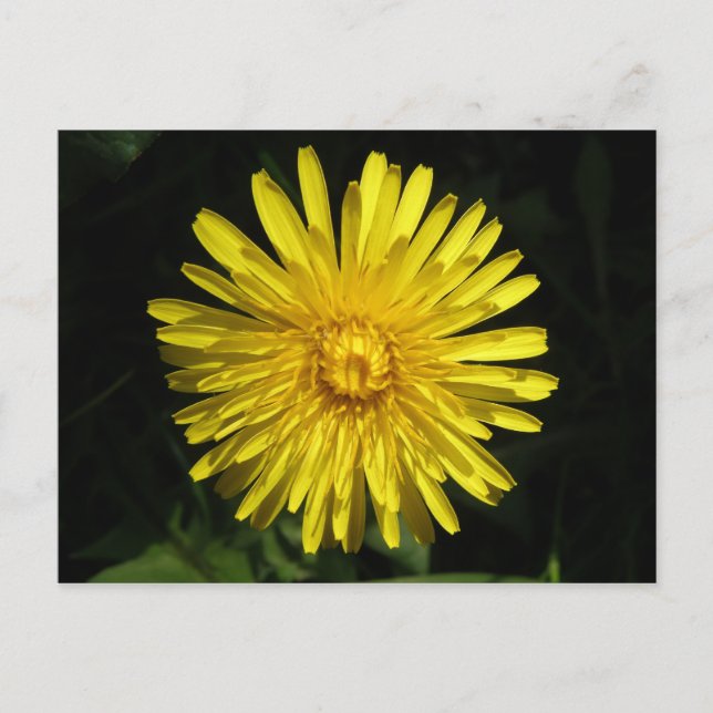 Dandelion Postcard (Front)
