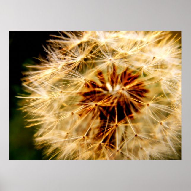 DANDELION POSTER (Front)