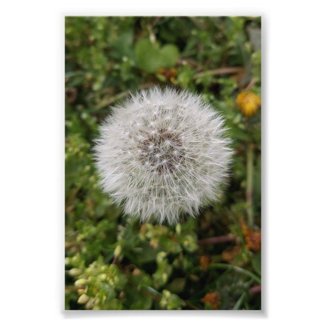 Dandelion poster (Front)