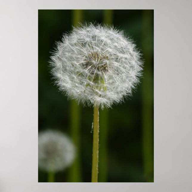 Dandelion Poster (Front)