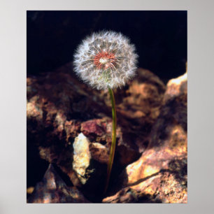 Dandelion Poster