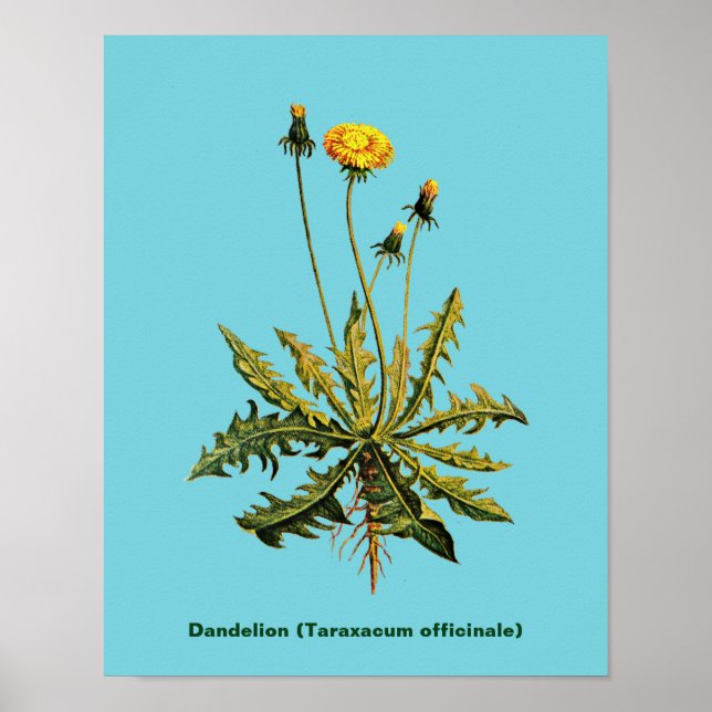Dandelion Poster (Front)