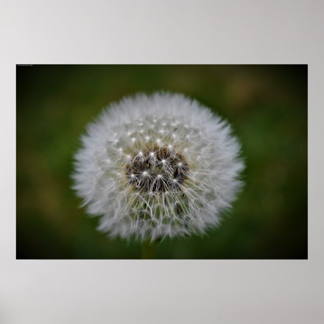 Dandelion, Poster (Front)