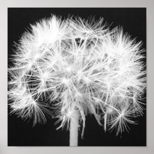Dandelion Poster