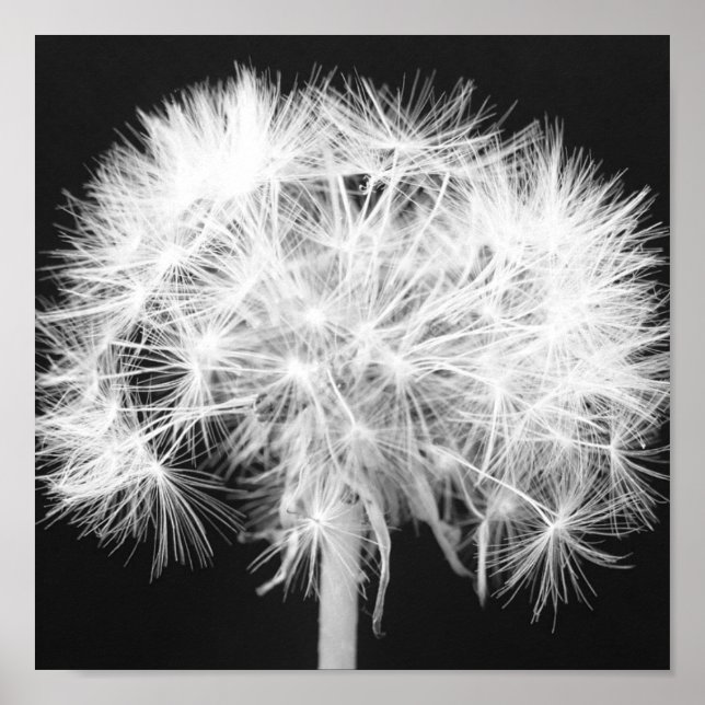 Dandelion Poster (Front)