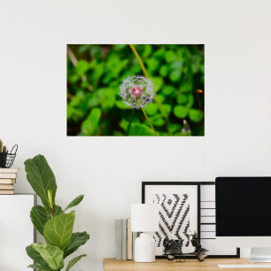 Dandelion, Poster