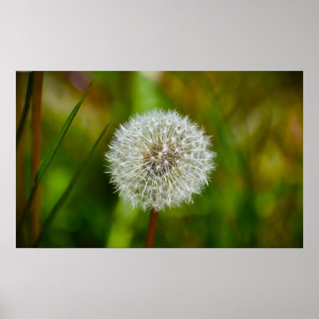 Dandelion, Poster (Front)
