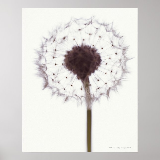 Dandelion Poster (Front)