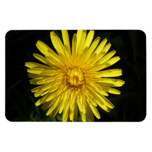 Dandelion Premium Magnet