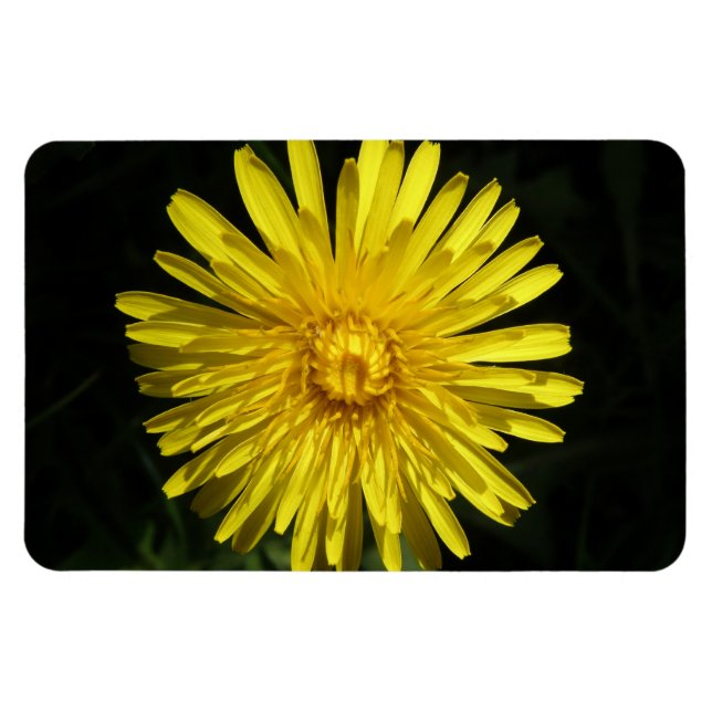 Dandelion Premium Magnet (Horizontal)