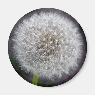 Dandelion Puff Magnet