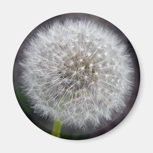 Dandelion Puff Magnet (Front)