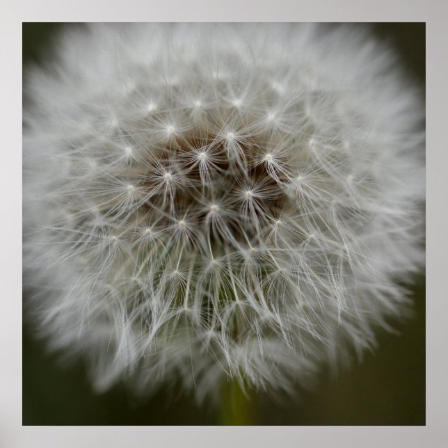 Dandelion Puff Print (Front)
