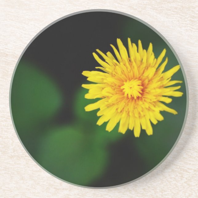 Dandelion Sandstone Coaster (Front)