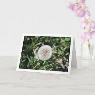 Dandelion Seed Head Flower Card