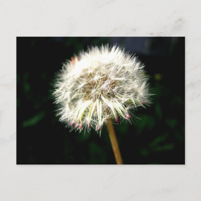 Dandelion Seed Head Macro Photography Postcard (Front)