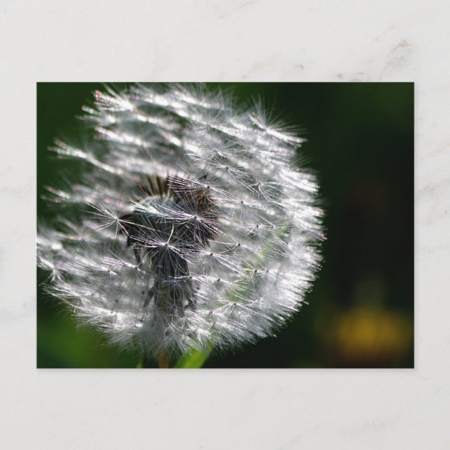 Dandelion Seed Head - Postcard (Front)