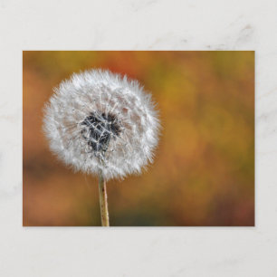 Dandelion Seed Postcard