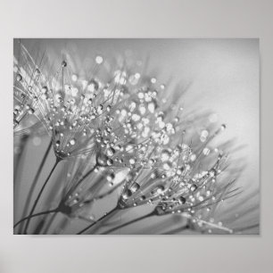 Dandelion Seed With Waterdrop Wall Art 2