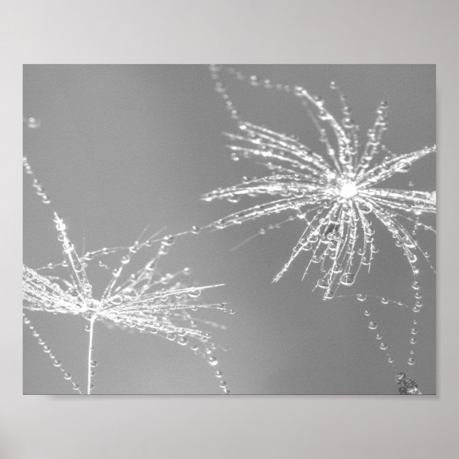 Dandelion Seed With Waterdrop Wall Art 3 (Front)