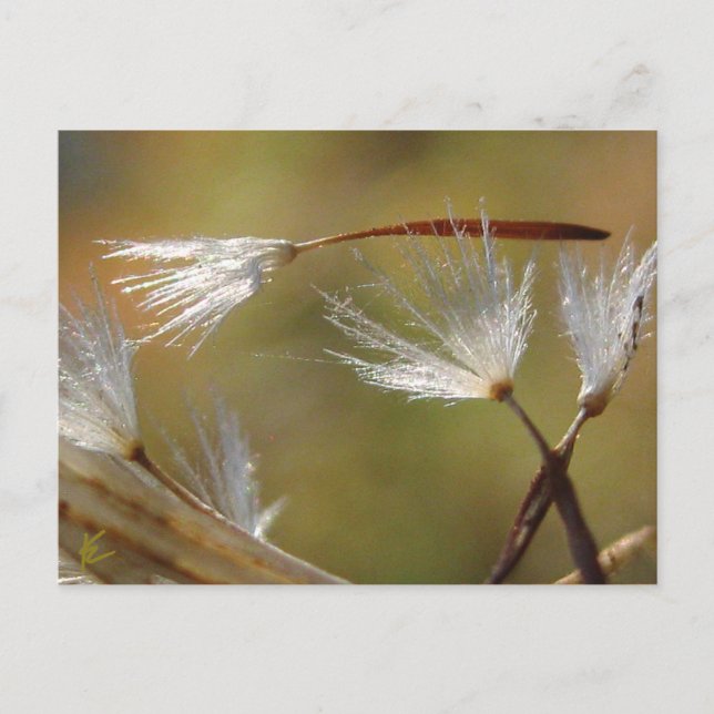 Dandelion Seeds Carry a Friend, Sympathy Postcard (Front)