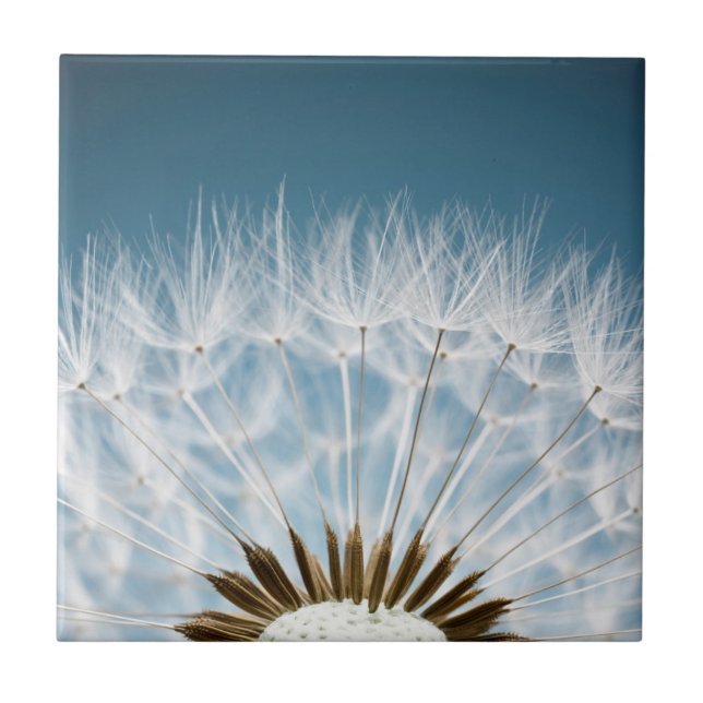 Dandelion Seeds Ceramic Tile (Front)