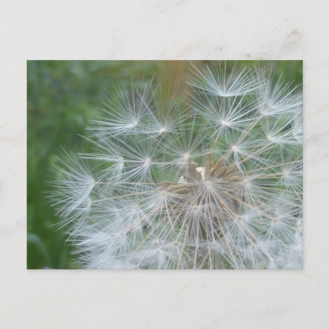 Dandelion Seeds Close up DIY Postcard (Front)