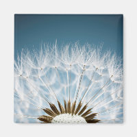 Dandelion Seeds