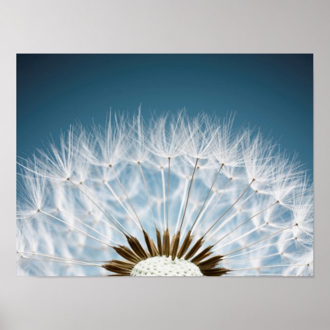 Dandelion Seeds Poster (Front)