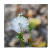 Dandelion Seeds Tile