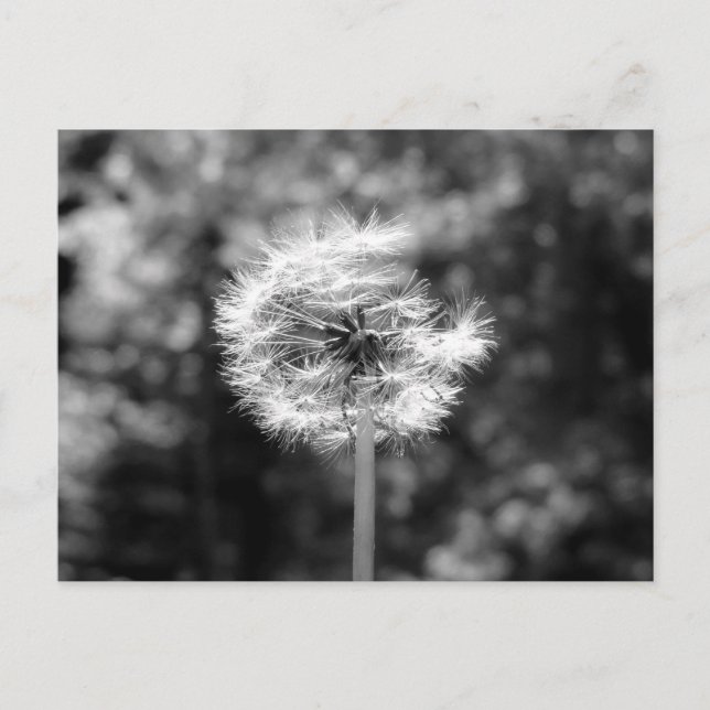 Dandelion Snow In Black And White Postcard (Front)