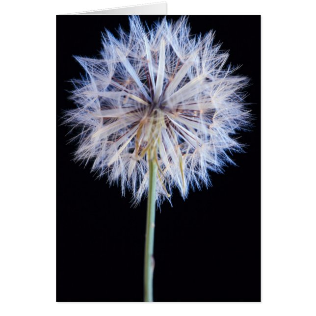 Dandelion (Taraxacum Officinale) Seed Head (Front)