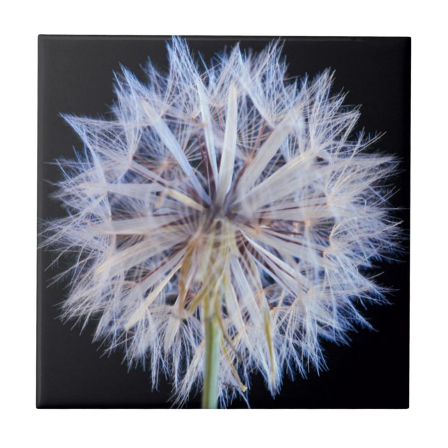 Dandelion (Taraxacum Officinale) Seed Head Ceramic Tile (Front)