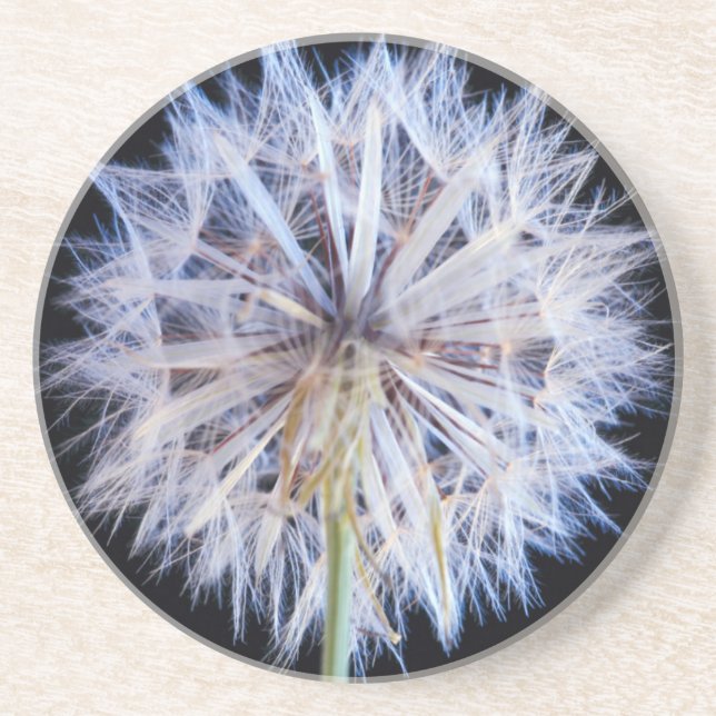 Dandelion (Taraxacum Officinale) Seed Head Coaster (Front)