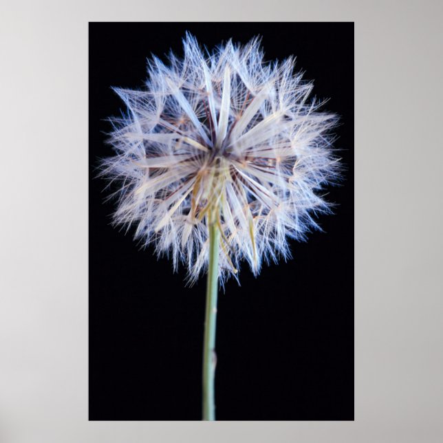 Dandelion (Taraxacum Officinale) Seed Head Poster (Front)