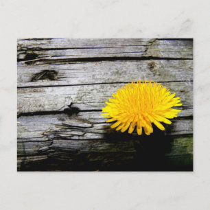 Dandelion Weed  Postcard