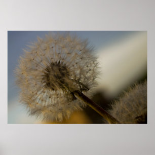 Dandelion Whine fine art print