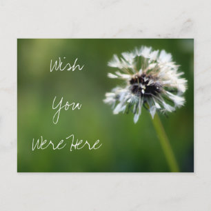 Dandelion "Wish You Were Here" Photography Postcard