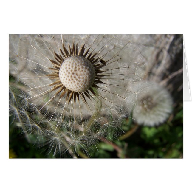Dandelion Wishes (Front Horizontal)