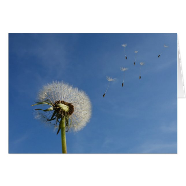 Dandelion Wishes Art Print (Front Horizontal)