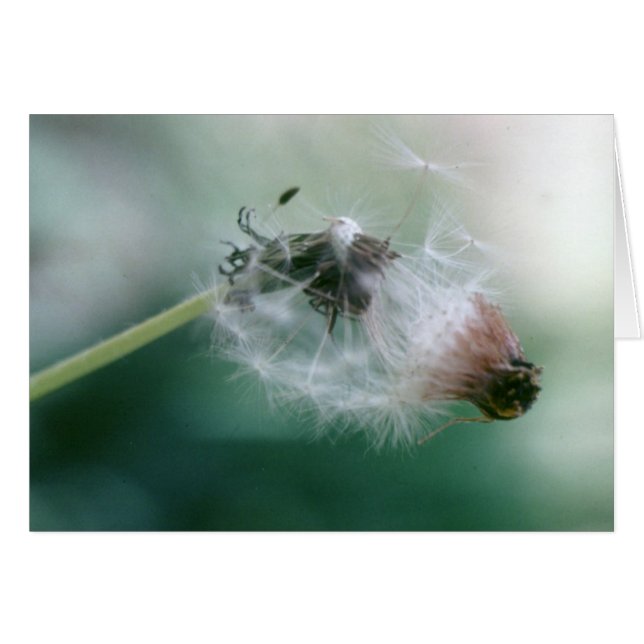 Dandelions (Front Horizontal)