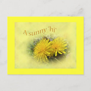 Dandelions - A Sunny Hi Postcard