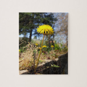 Dandelions in the sunshine jigsaw puzzle