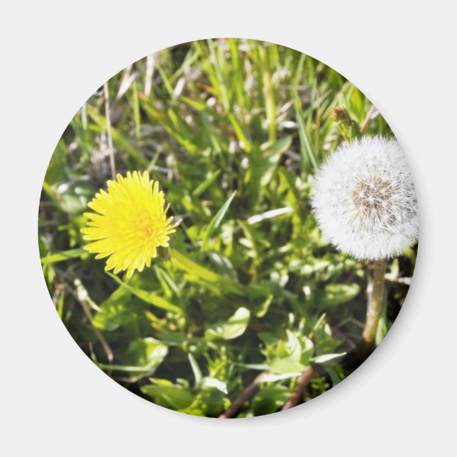 Dandelions On The Meadow Magnet (Front)