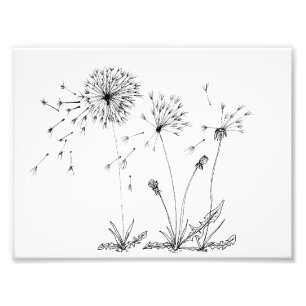 Dandelions Photo Print