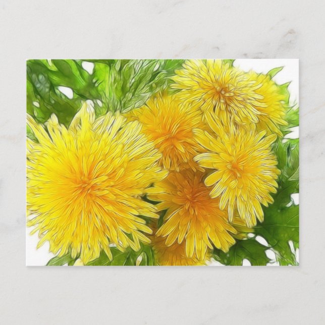 Dandelions! Postcard (Front)