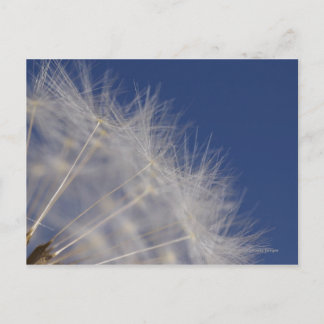 Dandelions Postcard